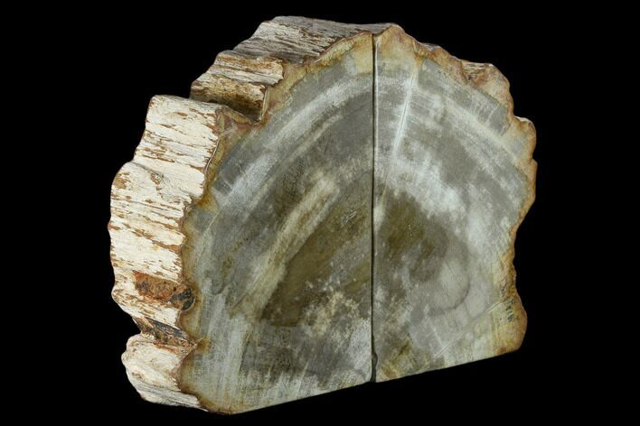 8" Tall, Petrified Wood (Tropical Hardwood) Bookends - Indonesia